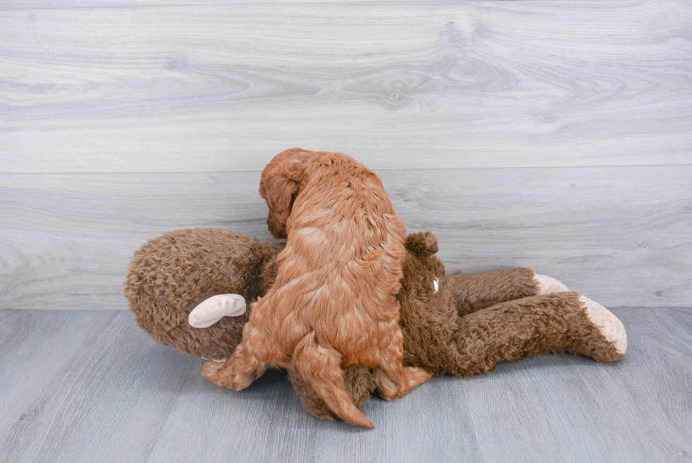 Popular Mini Goldendoodle Poodle Mix Pup