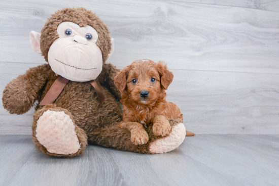 Sweet Mini Goldendoodle Baby