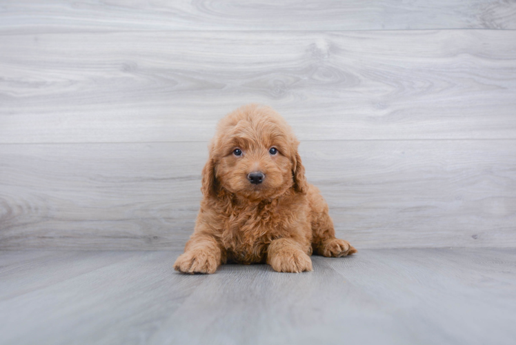 Mini Goldendoodle Puppy for Adoption