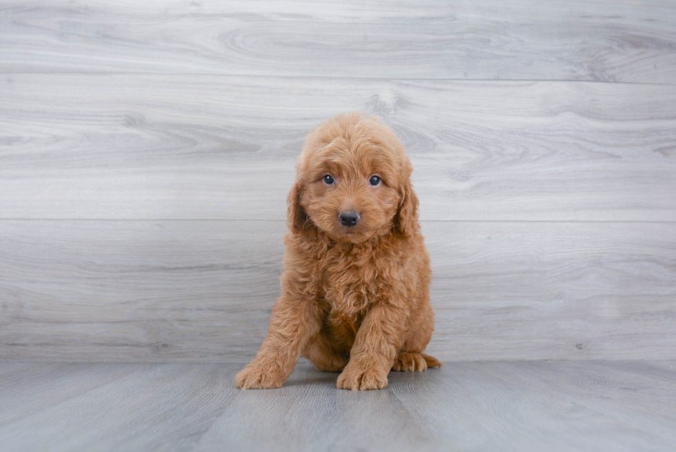 Happy Mini Goldendoodle Baby