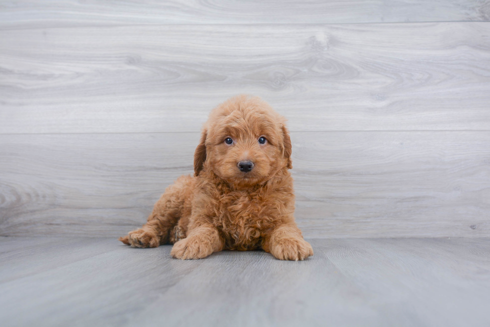 Sweet Mini Goldendoodle Baby