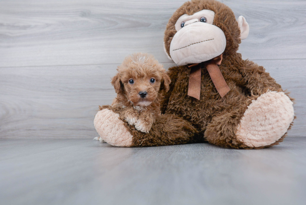 Mini Goldendoodle Puppy for Adoption