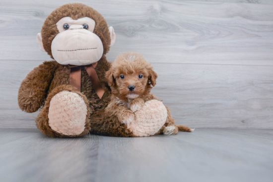 Mini Goldendoodle Puppy for Adoption