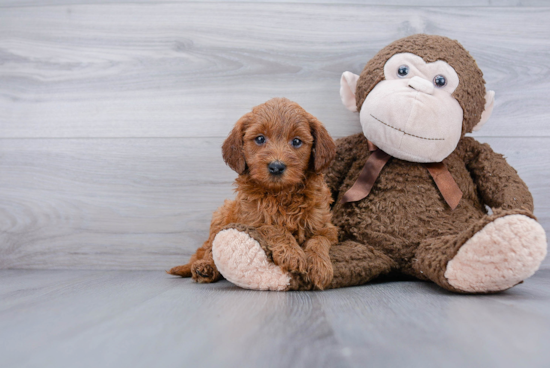 Petite Mini Goldendoodle Poodle Mix Pup