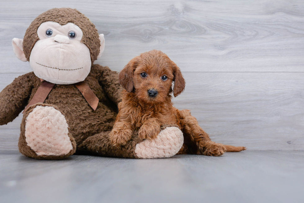 Playful Golden Retriever Poodle Mix Puppy