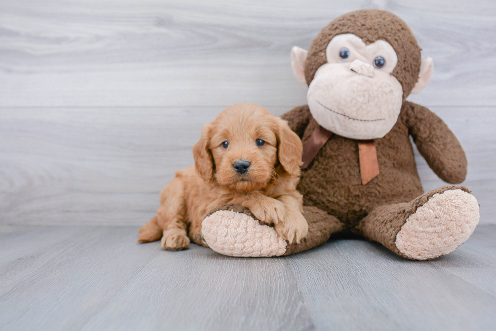 Popular Mini Goldendoodle Poodle Mix Pup