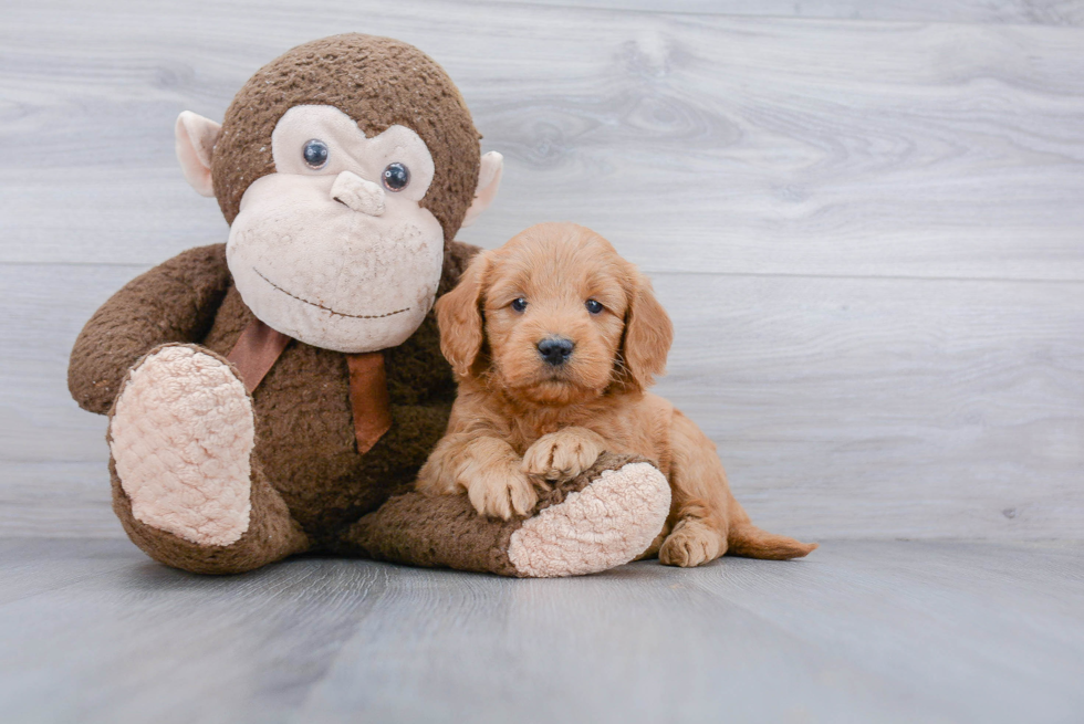 Mini Goldendoodle Puppy for Adoption