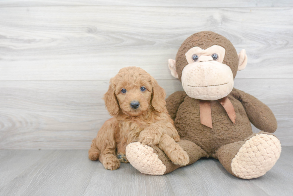 Small Mini Goldendoodle Baby