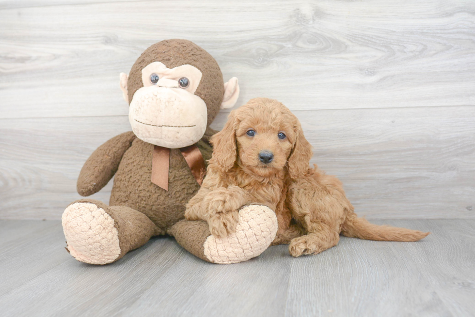 Little Golden Retriever Poodle Mix Puppy