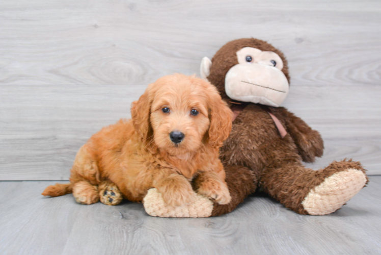 Mini Goldendoodle Pup Being Cute