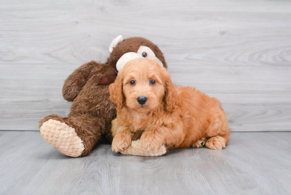 Adorable Golden Retriever Poodle Mix Puppy