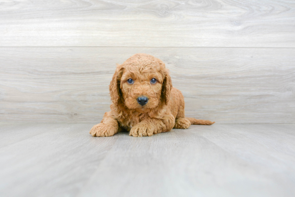 Mini Goldendoodle Pup Being Cute