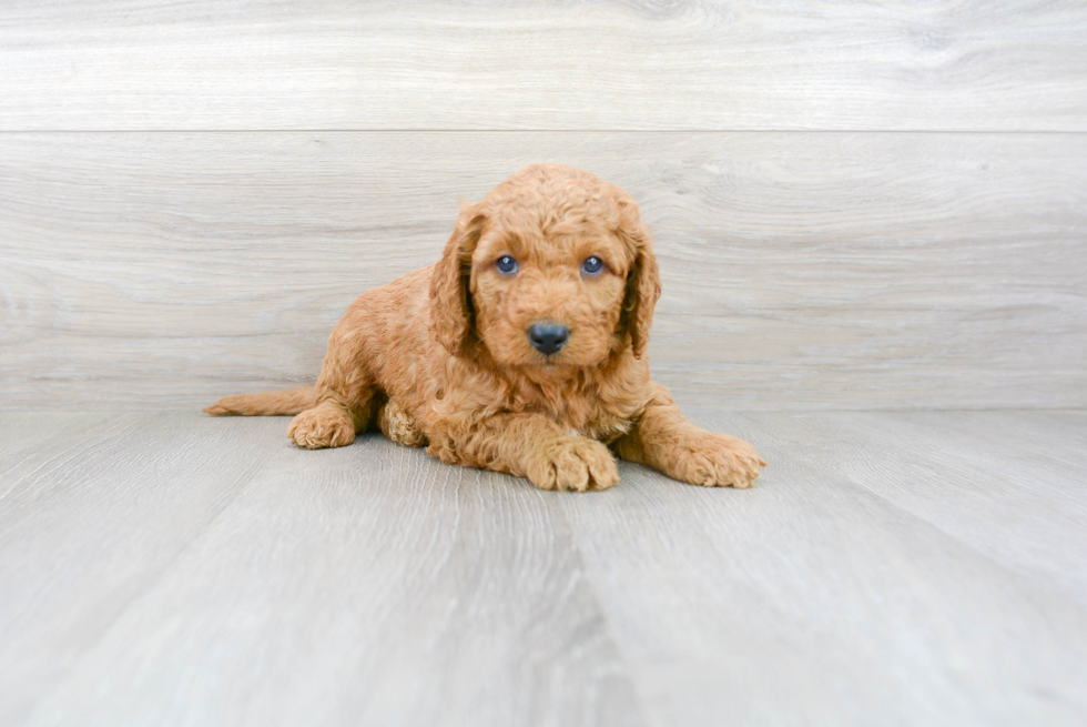 Small Mini Goldendoodle Baby