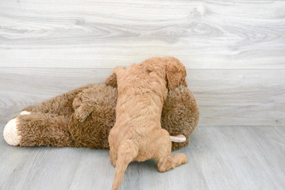 Mini Goldendoodle Pup Being Cute