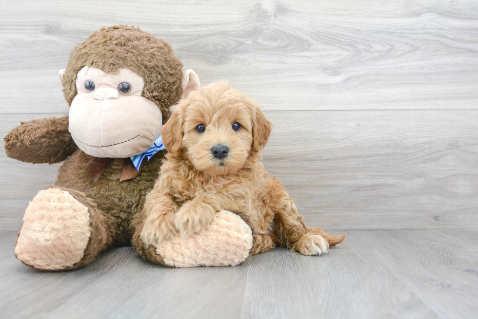 Best Mini Goldendoodle Baby