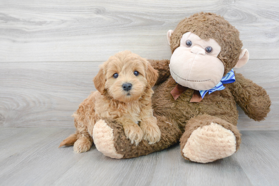 Mini Goldendoodle Pup Being Cute