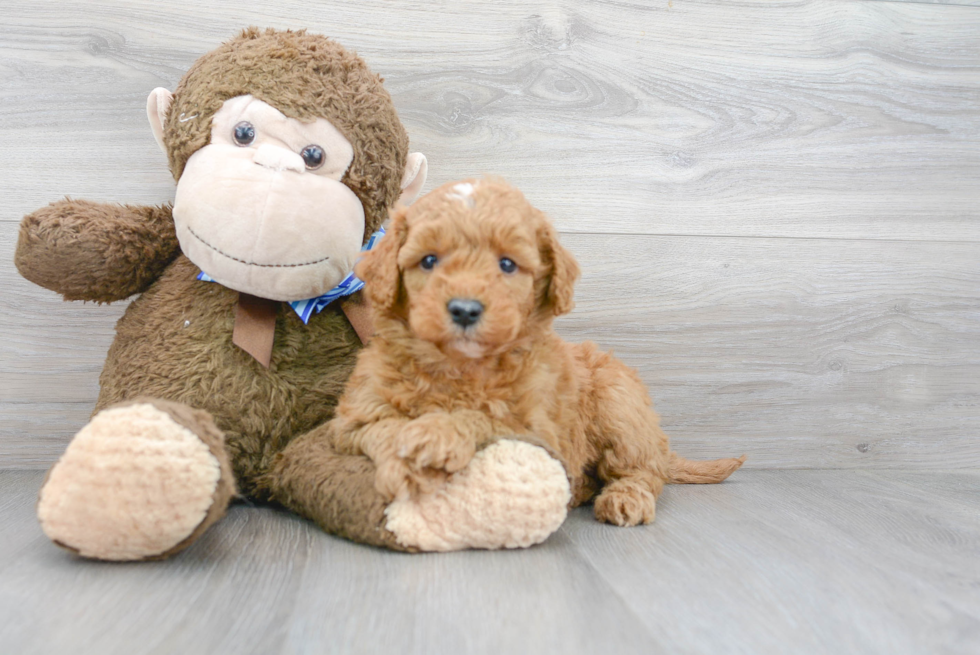 Mini Goldendoodle Pup Being Cute