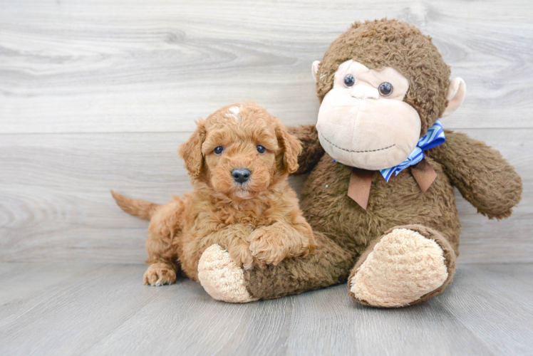 Cute Mini Goldendoodle Baby