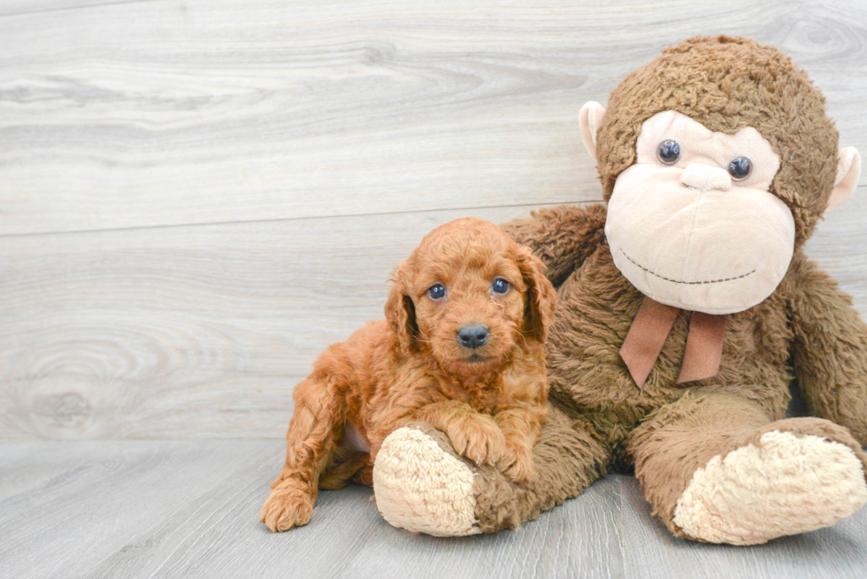 Petite Mini Goldendoodle Poodle Mix Pup