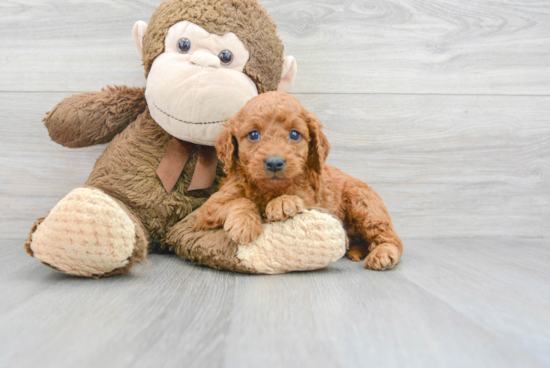 Mini Goldendoodle Puppy for Adoption