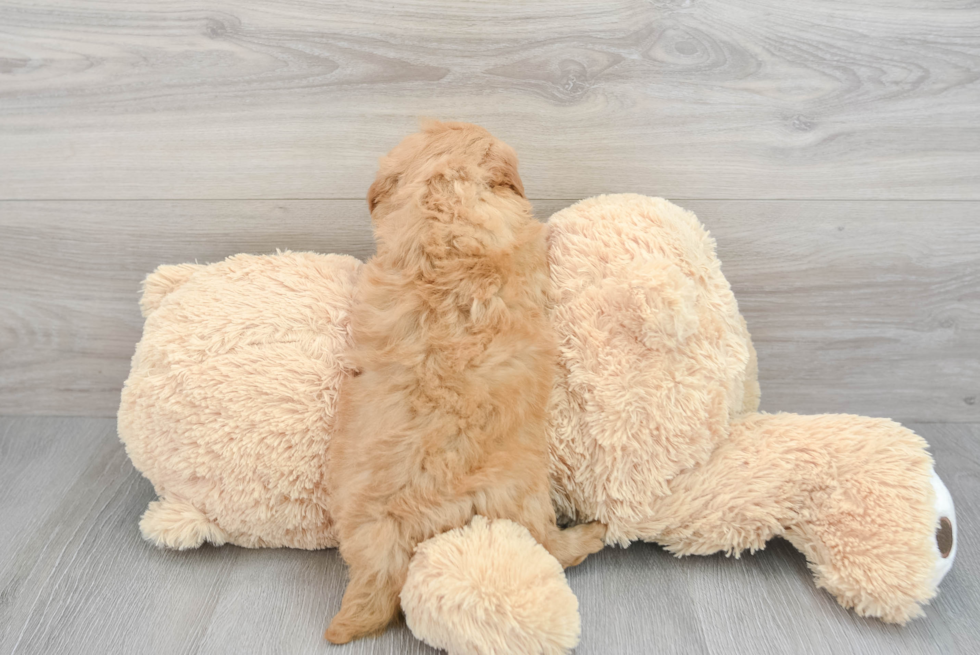 Mini Goldendoodle Pup Being Cute