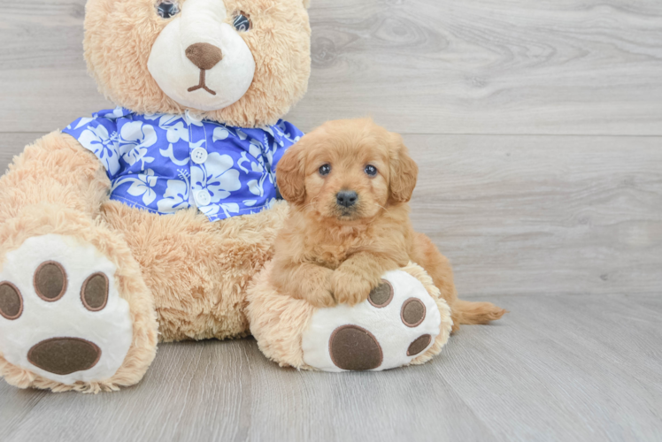 Mini Goldendoodle Pup Being Cute