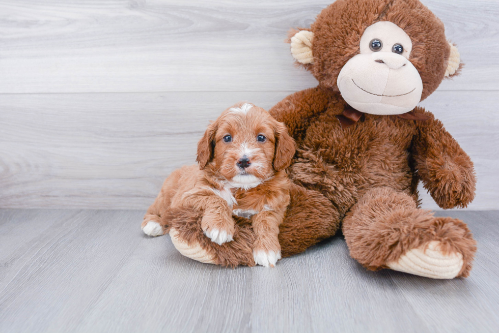 Little Golden Retriever Poodle Mix Puppy