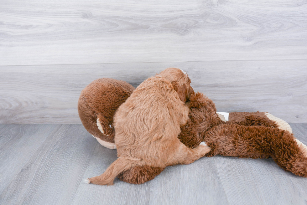 Mini Goldendoodle Puppy for Adoption