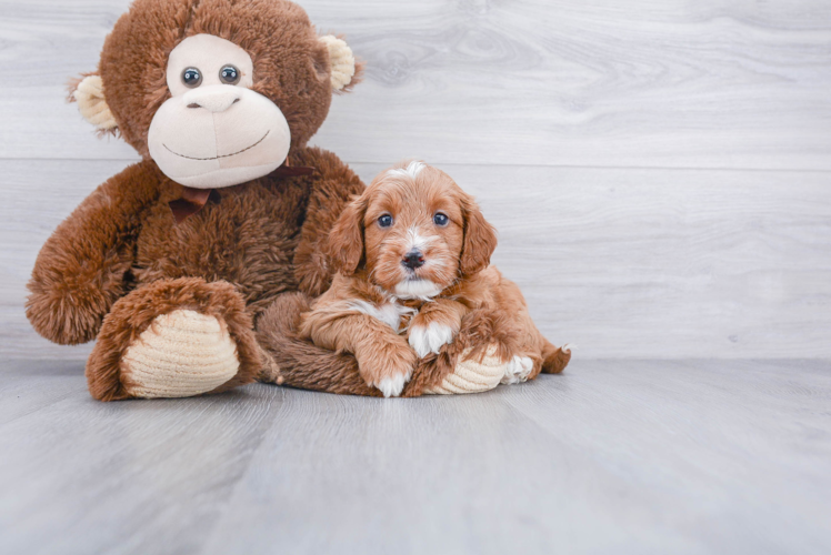 Cute Mini Goldendoodle Baby