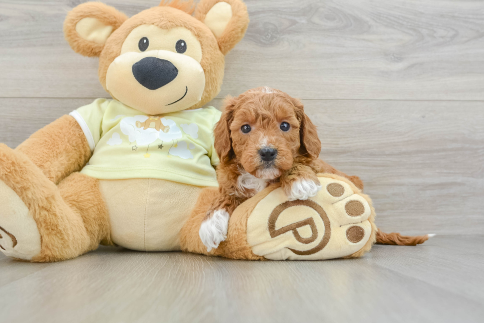 Hypoallergenic Mini Goldiepoo Poodle Mix Puppy