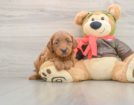 7 week old Mini Goldendoodle Puppy For Sale - Premier Pups