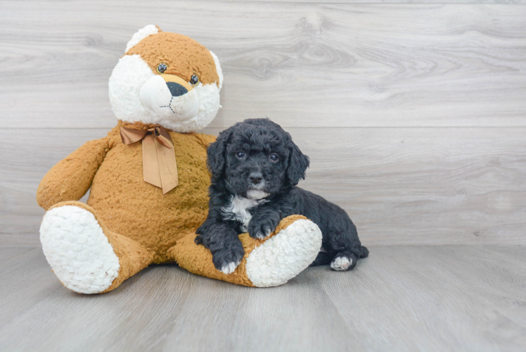 Petite Mini Goldendoodle Poodle Mix Pup