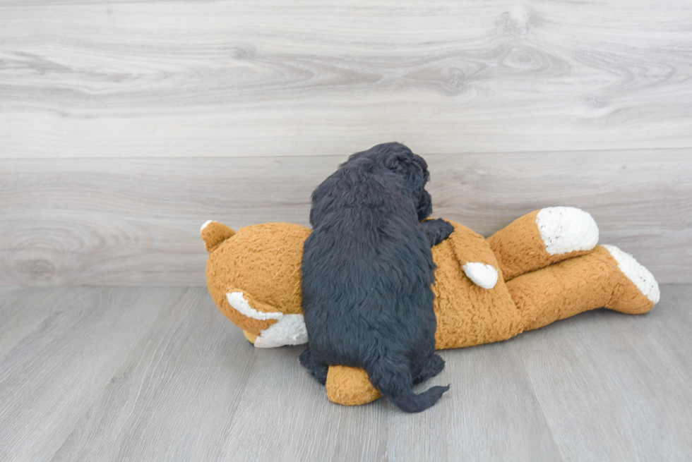 Mini Goldendoodle Pup Being Cute