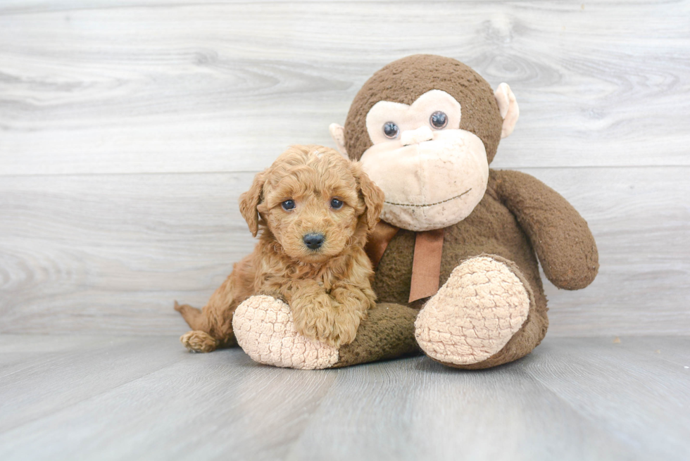 Mini Goldendoodle Puppy for Adoption