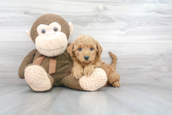 Hypoallergenic Golden Retriever Poodle Mix Puppy