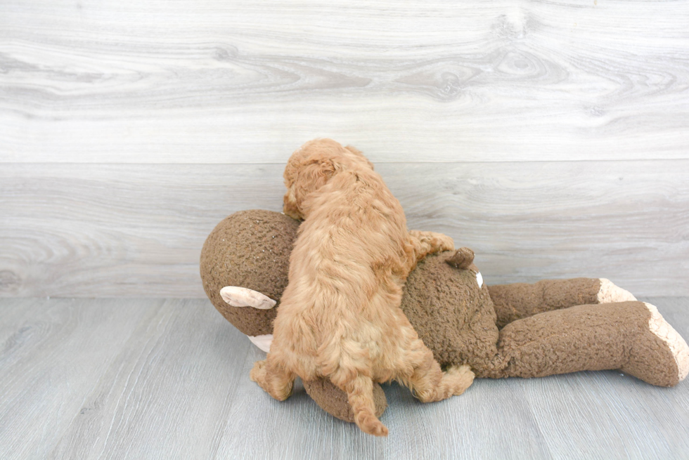 Best Mini Goldendoodle Baby