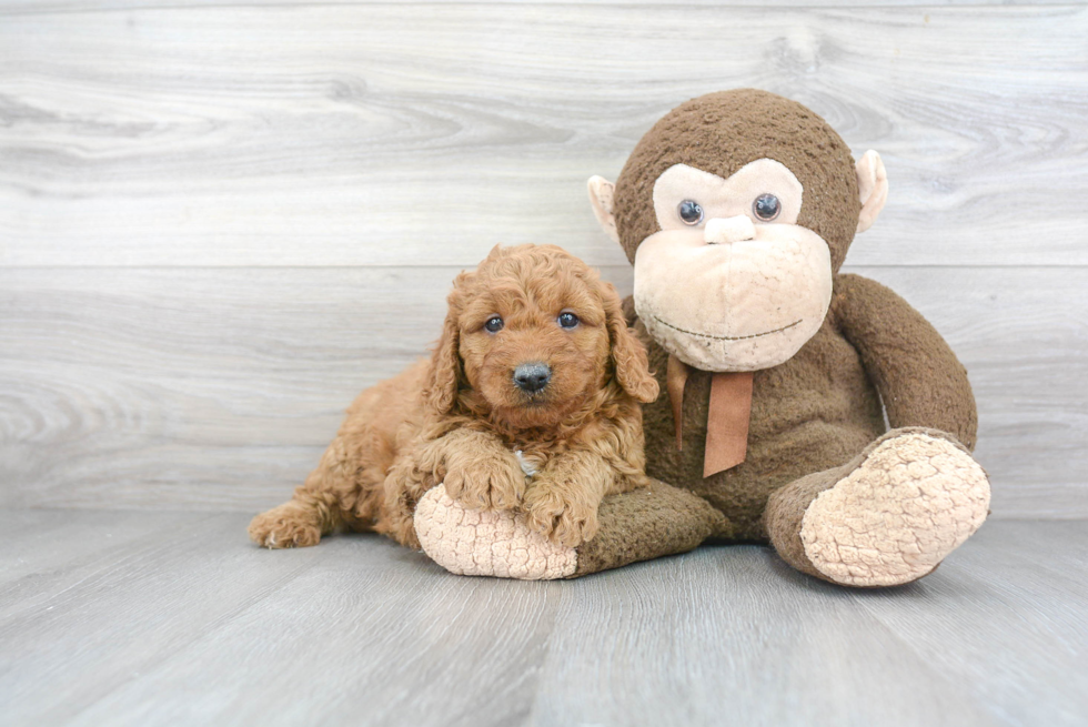 Best Mini Goldendoodle Baby