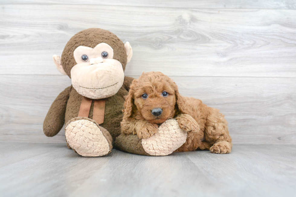 Mini Goldendoodle Pup Being Cute