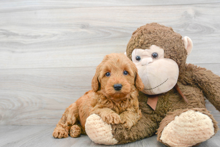 Funny Mini Goldendoodle Poodle Mix Pup