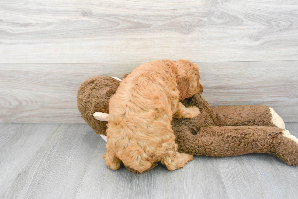 Adorable Golden Retriever Poodle Mix Puppy