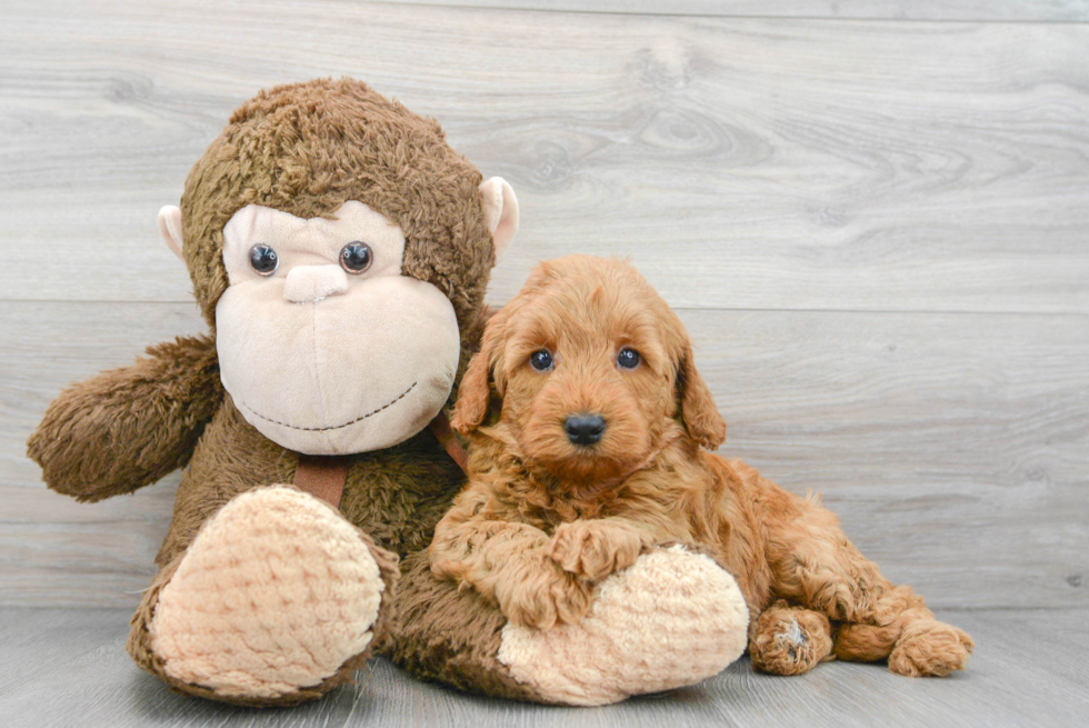 Fluffy Mini Goldendoodle Poodle Mix Pup