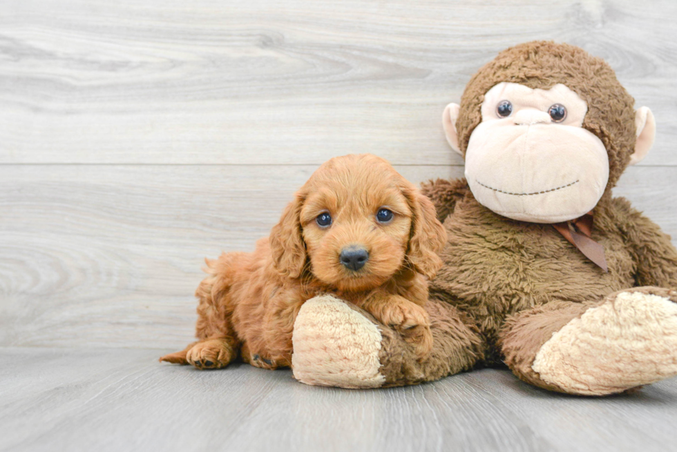 Sweet Mini Goldendoodle Baby