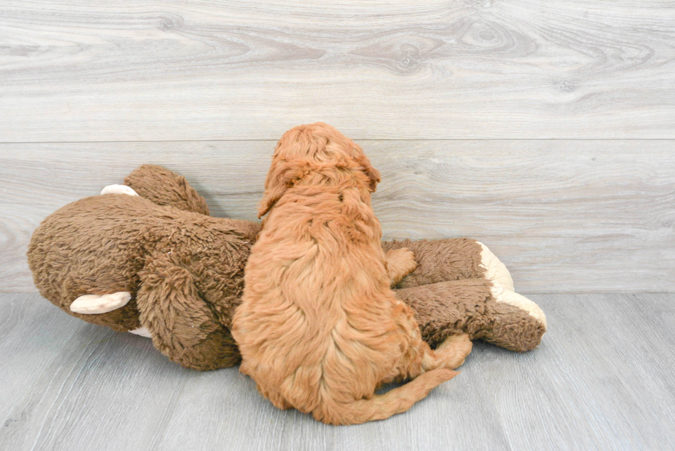 Sweet Mini Goldendoodle Baby