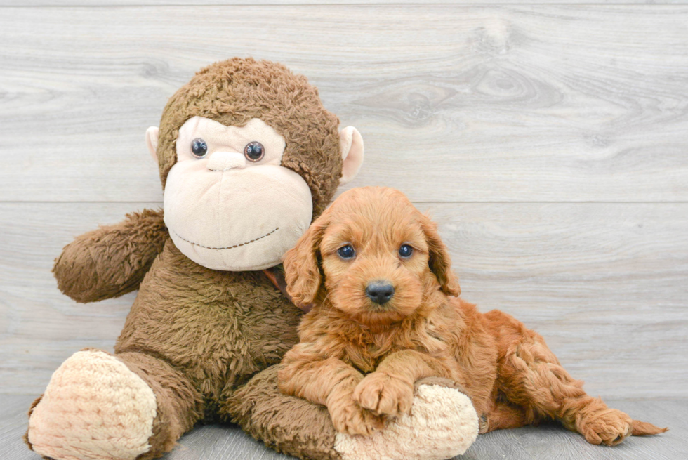 Petite Mini Goldendoodle Poodle Mix Pup