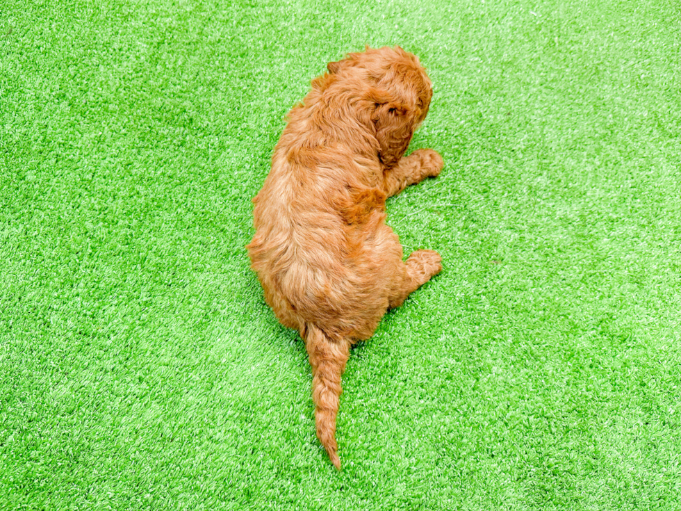 Mini Goldendoodle Pup Being Cute