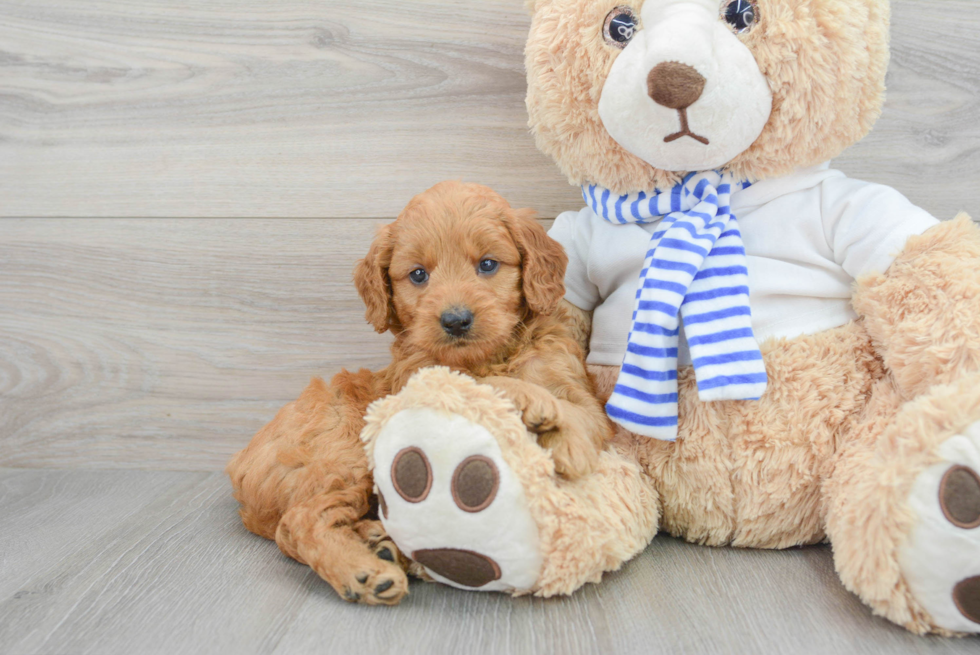 Mini Goldendoodle Puppy for Adoption