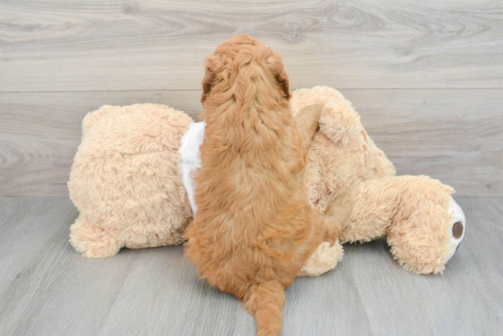 Smart Mini Goldendoodle Poodle Mix Pup