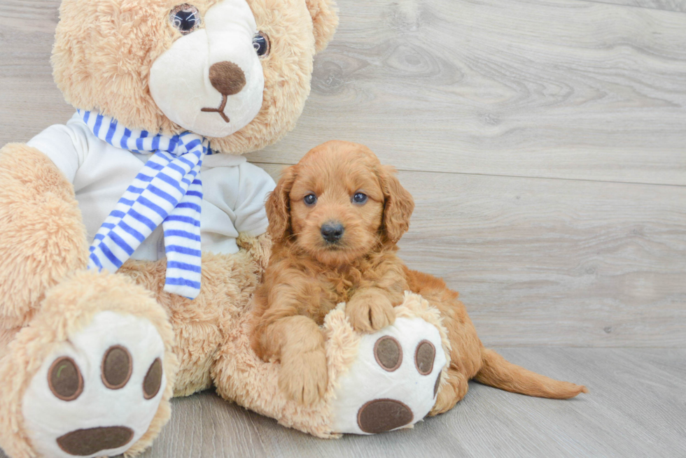 Fluffy Mini Goldendoodle Poodle Mix Pup