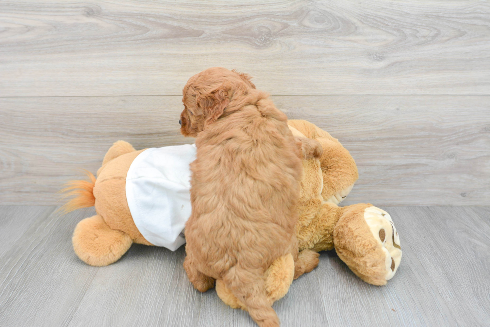 Small Mini Goldendoodle Baby