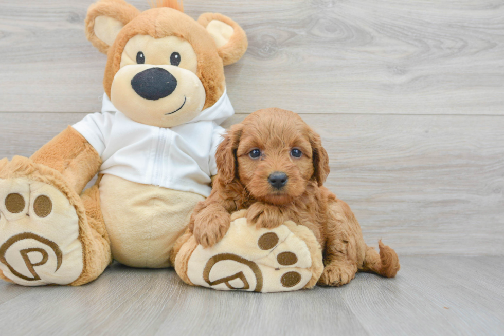 Energetic Golden Retriever Poodle Mix Puppy